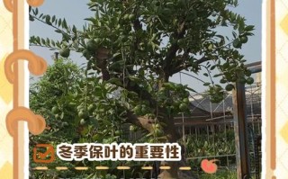 北方盆栽桔子树，冬季如何保暖防冻？