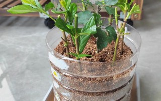 栀子花水培扦插枝条怎么选？