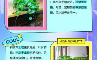水培土培各有优劣，哪种种植方式更适合你？
