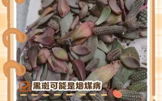 多肉叶子黑点干瘪是缺水还是生病了？