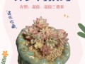 多肉小苗冬天怎么养才安全？