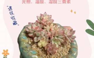 多肉小苗冬天怎么养才安全？