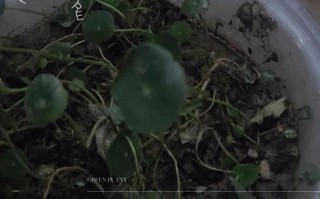 铜钱草水培为何总烂根？