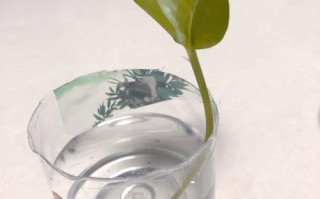 水培绿萝气根要放水里吗？