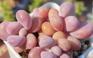 多肉颜色有哪些？图片展示哪些色系？