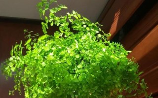 水培铁线蕨怎么繁殖？