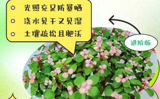 金枝玉叶盆栽怎么养才好？