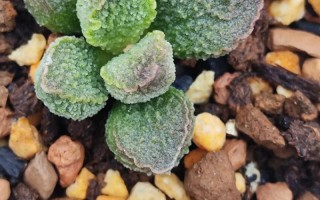 多肉水泡发芽后如何养护？