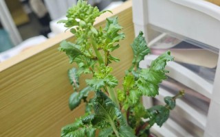 水培萝卜菜长多大、啥样时能吃？