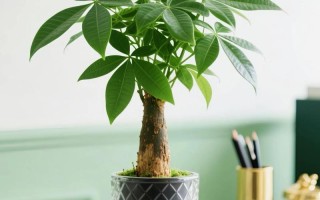 水培发财树施肥该注意什么？