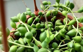 多肉佛珠开花有香味吗