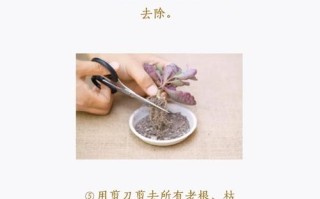 新买多肉怎么消毒？