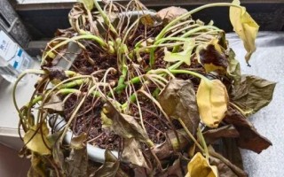 新买水培绿萝蔫了？咋办？