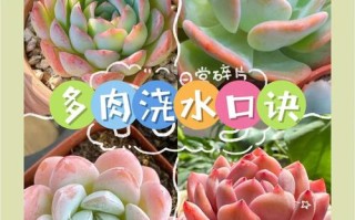 多肉施肥怎么选？多久一次最旺长？