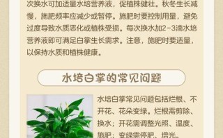 白掌土养能改水培吗？