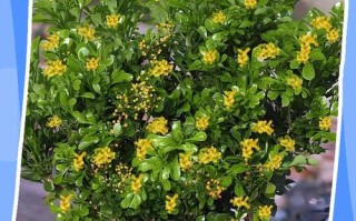 米兰米兰枝水培能生根吗？