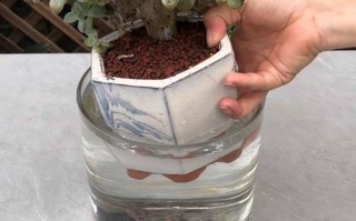 春天多肉浇水怎么掌握？