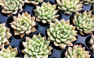 吉娃娃多肉怎么养才爆盆？