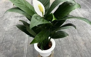 水培一帆风顺怎么扦插？