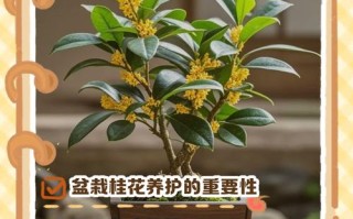 冬季桂花盆栽几天浇一次水？