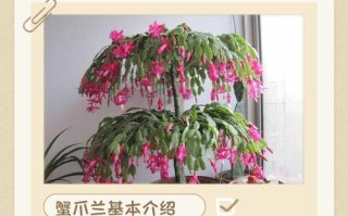 冬天盆栽蟹爪兰怎么养护？