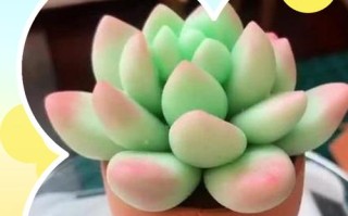 多肉造型怎么做才好看？