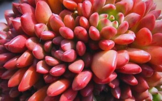 红色根须的多肉植物有哪些？