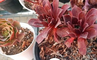 夏天哪些多肉适合砍头？