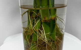 富贵竹水培咋生根快？