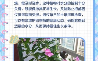 盆栽梅花花后该不该施肥？