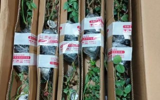 多肉植物怎么包装邮寄