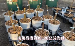 盆栽无花果配土用什么土最好？