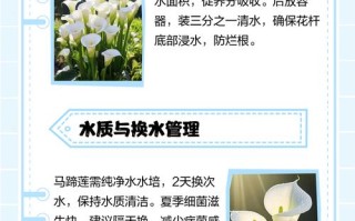 马蹄莲水培怎么养才正确？