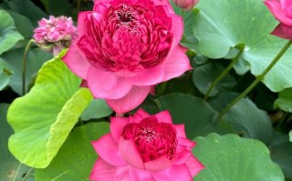 哪些盆栽观赏莲花品种值得养？