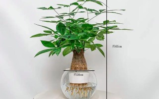 水培发财树放什么肥长得好？