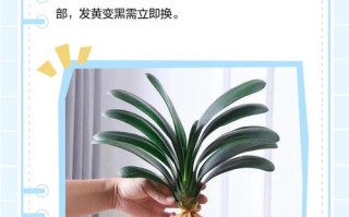 君子兰水培可加营养液吗？