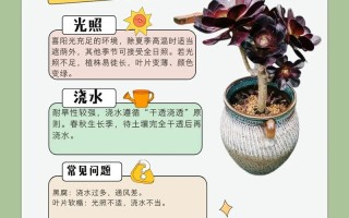 多肉施肥啥时候最合适？