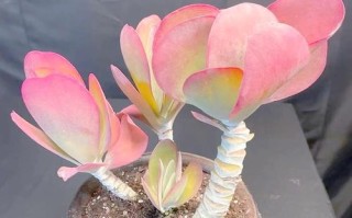 唐印冬季过冬，养护要点有哪些？