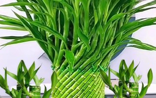 水培转运竹可以晒太阳吗