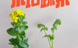 水培白菜盆栽能当观赏植物吗？