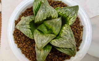 多肉叶片透明是生病了吗？