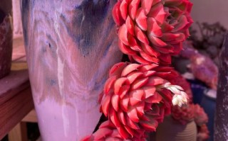 多肉玫瑰品种怎么认？图鉴大全有哪些？