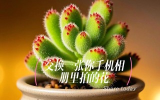 熊童子如何快速生根发芽？