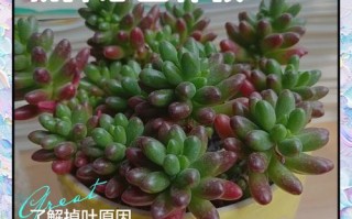 多肉叶子裂了怎么补救