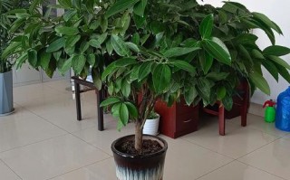 北方室外盆栽选哪些能过冬？