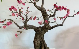 盆栽梅花冬天能开花吗？