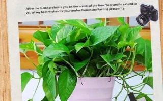 盆栽绿萝该不该剪根？剪了伤根吗？