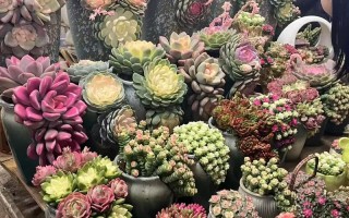 昆明斗南花卉多肉商家有何特色优势？