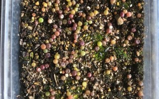 多肉种子播种后冻了还能活吗？