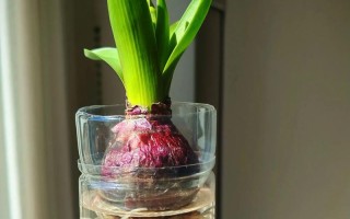 2月水培风信子，现在还来得及吗？